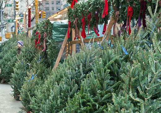 Christmas Tree NYC