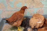 Save The Chickens: BK Animal Care Save Birds From Slaughter