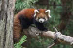 Two Baby Red Pandas Make Their Debut At Prospect Park Zoo