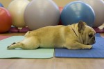 Bond With Your Dog In Bushwick During 'Doga' - Dog Yoga