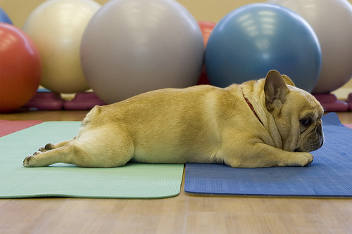 Bond With Your Dog In Bushwick During 'Doga' - Dog Yoga
