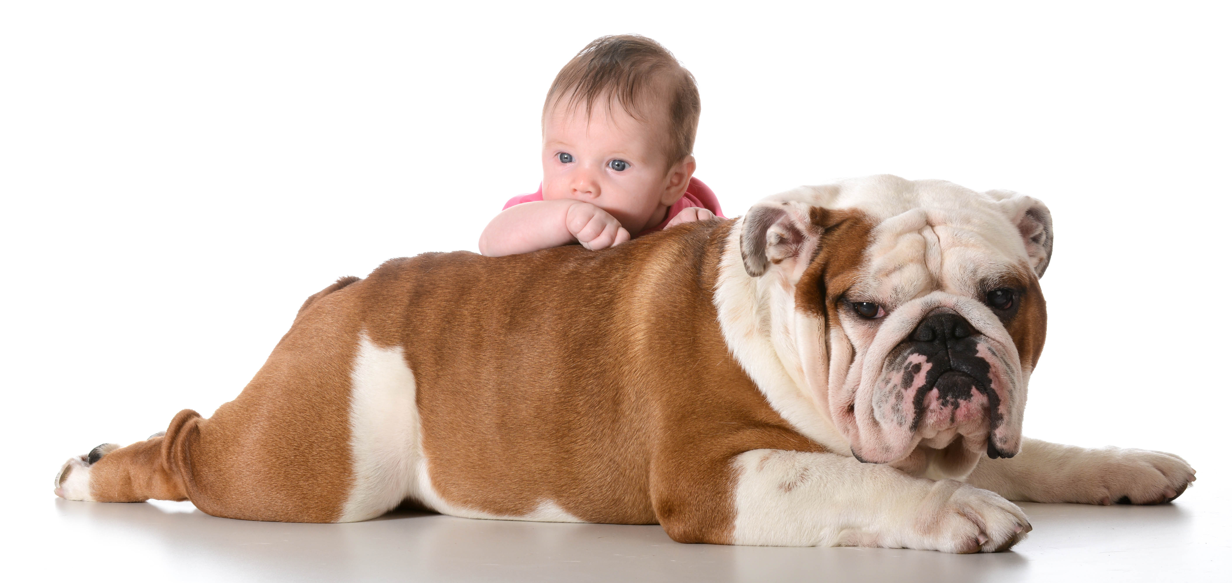english-bulldog-with-baby.jpg