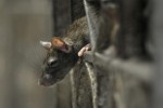 FYI: New York City Has An Uncontrollable Rat Problem