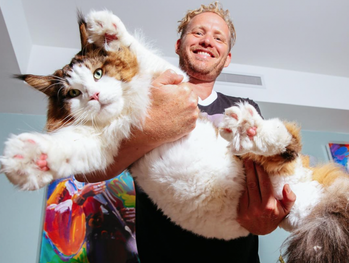 NYC's Biggest Cat Samson Is A 4-Foot, 28 Pound Brooklynite