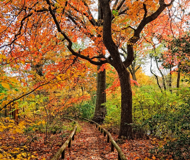 Brooklyn Botanic Garden & Brooklyn Museum Offer FREE Days As Post-Election Soothing Spaces